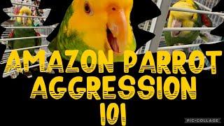 Amazon Parrot Aggression 101#amazonparrots #petbirds #parrots