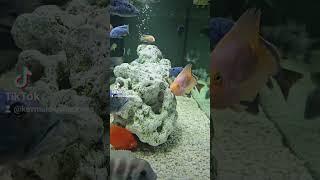 Malawi African Cichlid Aquarium