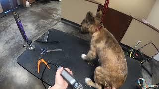 Scared Abused German Shepherd Puppy