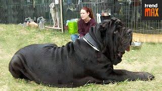 The BIGGEST DOG BREEDS In The World