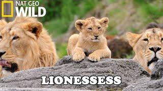 Lion Documentary - New Generation Will They Survive? - Wild Life 2020 Full HD 1080p