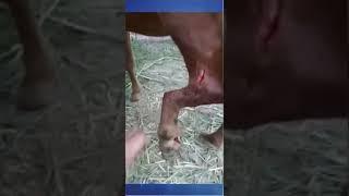 Fracture of metatarsus in a horse