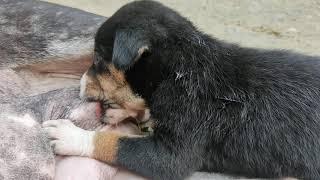 puppy sucking breasts milk #breastfeeding #puppy #adorable