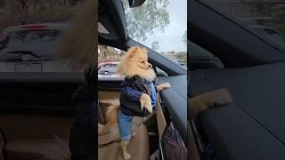  Little Men  Tiktok #tiktok #pets #viral #dilan#vlog #dilanaksoy #funny #dog #puppy #pomeranian