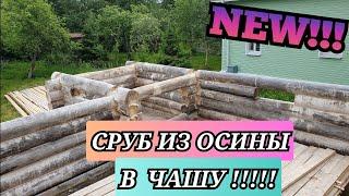 Сруб из осины в чашу