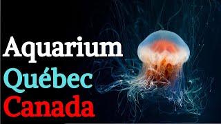 Best of Aquarium de Québec  What to do in Quebec City - Canada 4K