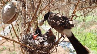 Bulbul feeding COCOON baby birds in nest  Bulbul baby birds in nest video day 7