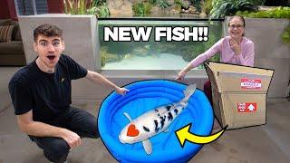 Unboxing The World’s Most Amazing Koi Fish