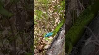 Lacerta bilineata in the wild.