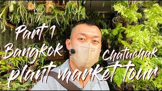 LARGEST Plant Market In Southeast Asia  A Mecca For Plant Lovers  CHATUCHAK Tour - Part 1