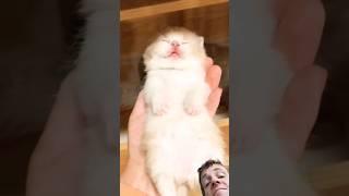 Cute Kitten Compilation #catvideos #kittens #cutecat