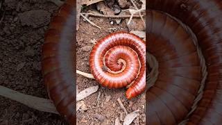 HORROR Red Millipede - short video #snailhunter
