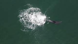 Dolphin Mother Searches for Lost Baby Dolphin. Amazing Reunion 4k Documentary