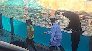 Sea lion and otter spotlight Seaworld Orlando 2021