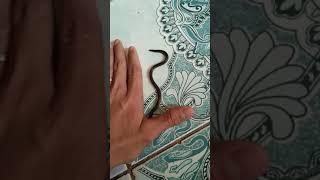 Baby rat snake 