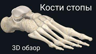 Кости стопы. Краткая анатомия в 3D. Остеология занятие #2.