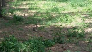 Wildlife Spotted Rabbit in the Bush Living Nature - Conejo en el Bosque Naturaleza en Vivo 
