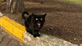 A very talkative black cat with a white bowtie