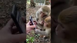 Viral Video  Monkeys Scroll Through Social Media Like An Everyday Activity  #trending