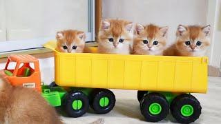 Kittens have fun Riding in a Car  Test Drive from kittens