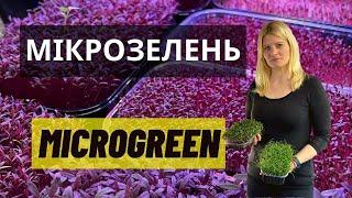 How to grow microgreen