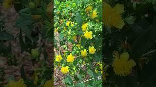 Bee magnet yellow Shrubby St Johns Wort awesome native plant for insects