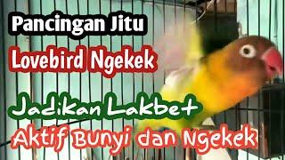 Pancingan Jitu Lovebird NGEKEK PANJANG jadikan Lakbet aktif BUNYI dan NGEKEK