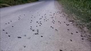 Bufo viridis ropucha zelená 6.6.2018