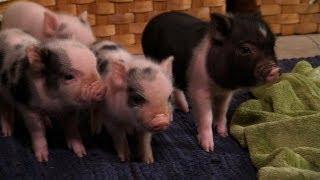 Perfectly Precious Potbelly Pigs  Too Cute