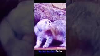 Cat  in trouble falling into the aquarium  Funny video #shorts