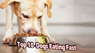 Fastest Eaters in the Dog World Top 10 Dogs Eating Their Meals in Record Time