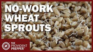 Tays Secret to Simplify Sprouting Wheat Berries Without Special Equipment