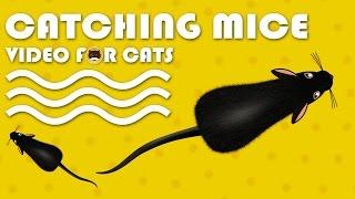 CAT GAMES - Catching Mice Entertainment Video for Cats to Watch  CAT & DOG TV.