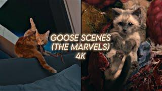 goose scenepack 4k the marvels