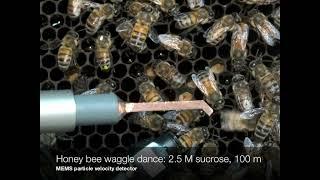 Honey bee Apis mellifera waggle dancing and tremble dancing