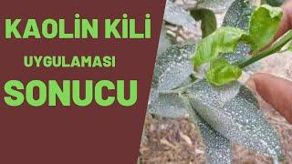 kaolin kili nasıl uygulanır. hangi ağaçlara kaolin kili yapılır #tropikaltopraktv