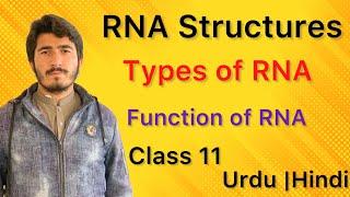 RNA Structures Types of RNAFunction of RNA Class11