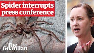 Huntsman spider crawls on health minister during Covid press conference in Queensland Australia