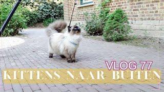 Kittens naar buiten  Leren lopen aan een tuigje  Thuiswerkdag  VLOG 77  Gwenn&Clean