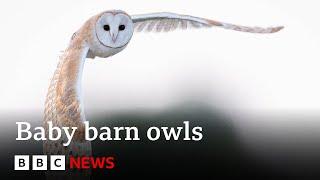 What happens inside a barn owls nest?  BBC News