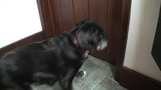 Annoying Dog Sounds   Dog Scratch Door To Go Out  Dog Sounds