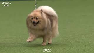 Best of Breed Utility GroupGERMAN SPITZ MITTEL