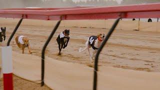 A breed for speed Salukis in the Gulf race to be top dog