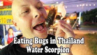 Eating Bugs and Insects in Thailand Giant Water Bugs. Bizarre Thai foods