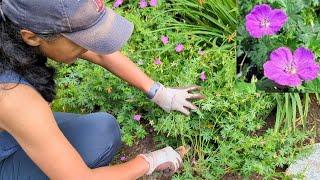 How To Prune Hardy Cranesbill Geranium  Cutting Back  Geranium Sanguineum