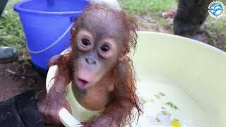 ORANGUTAN BABY SCHOOL