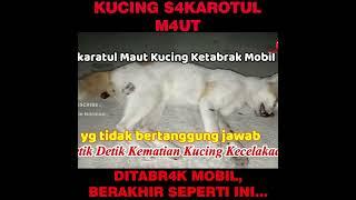 Detik detik kematian kucing di tabrak lari oleh mobil