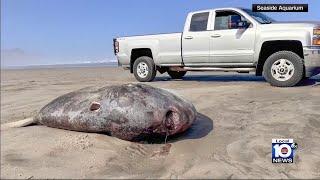 Rare fish washes ashore on Oregon beach