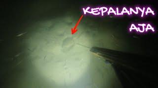 SEMPAT TAKUT KARENA YANG NONGOL KEPALANYA SAJA TERNYATA IKAN INI  SPEARFISHING NIGHT