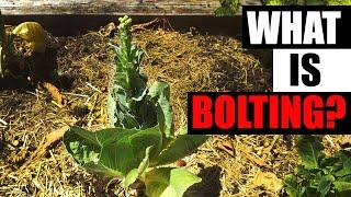 What Is Bolting? - Garden Quickie Episode 84